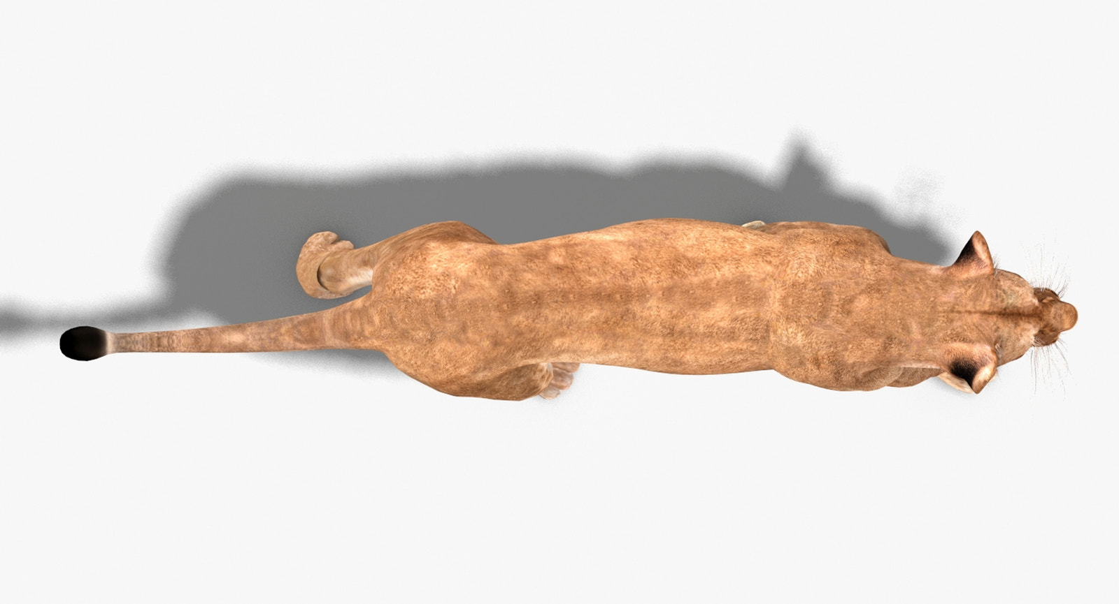 Animated Lioness 3D Model - Top View