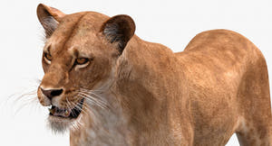 Animated Lioness 3D Model Head Close Up View Thumbnail