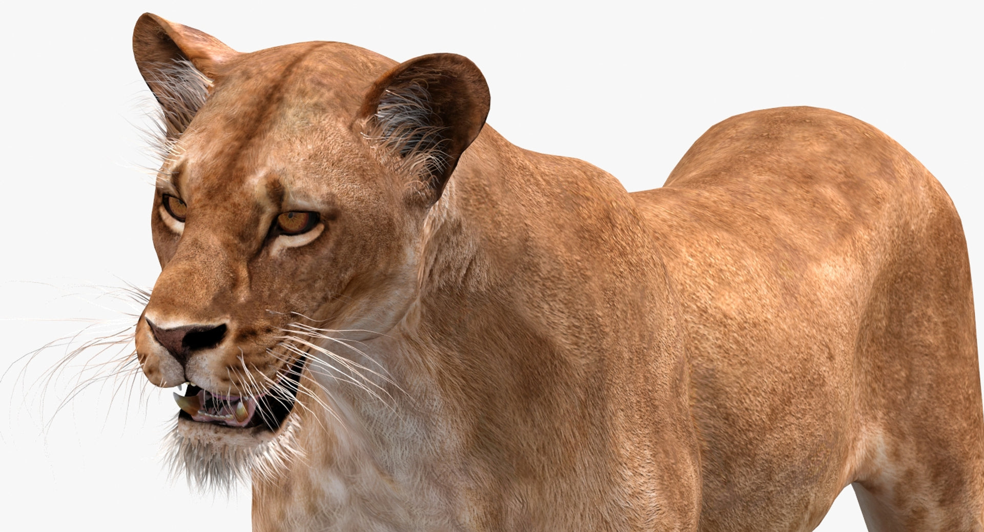 Animated Lioness 3D Model Head Close Up View