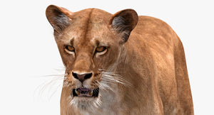 Animated Lioness 3D Model Head Close Up View Thumbnail