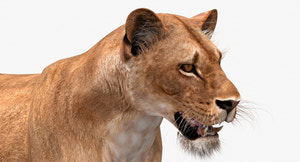Animated Lioness 3D Model Head Close Up View Thumbnail