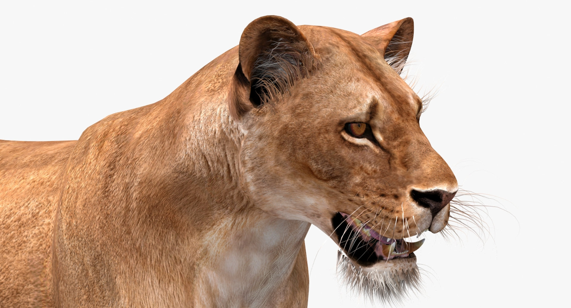 Animated Lioness 3D Model Head Close Up View