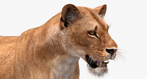 Animated Lioness 3D Model Head Close Up View Thumbnail