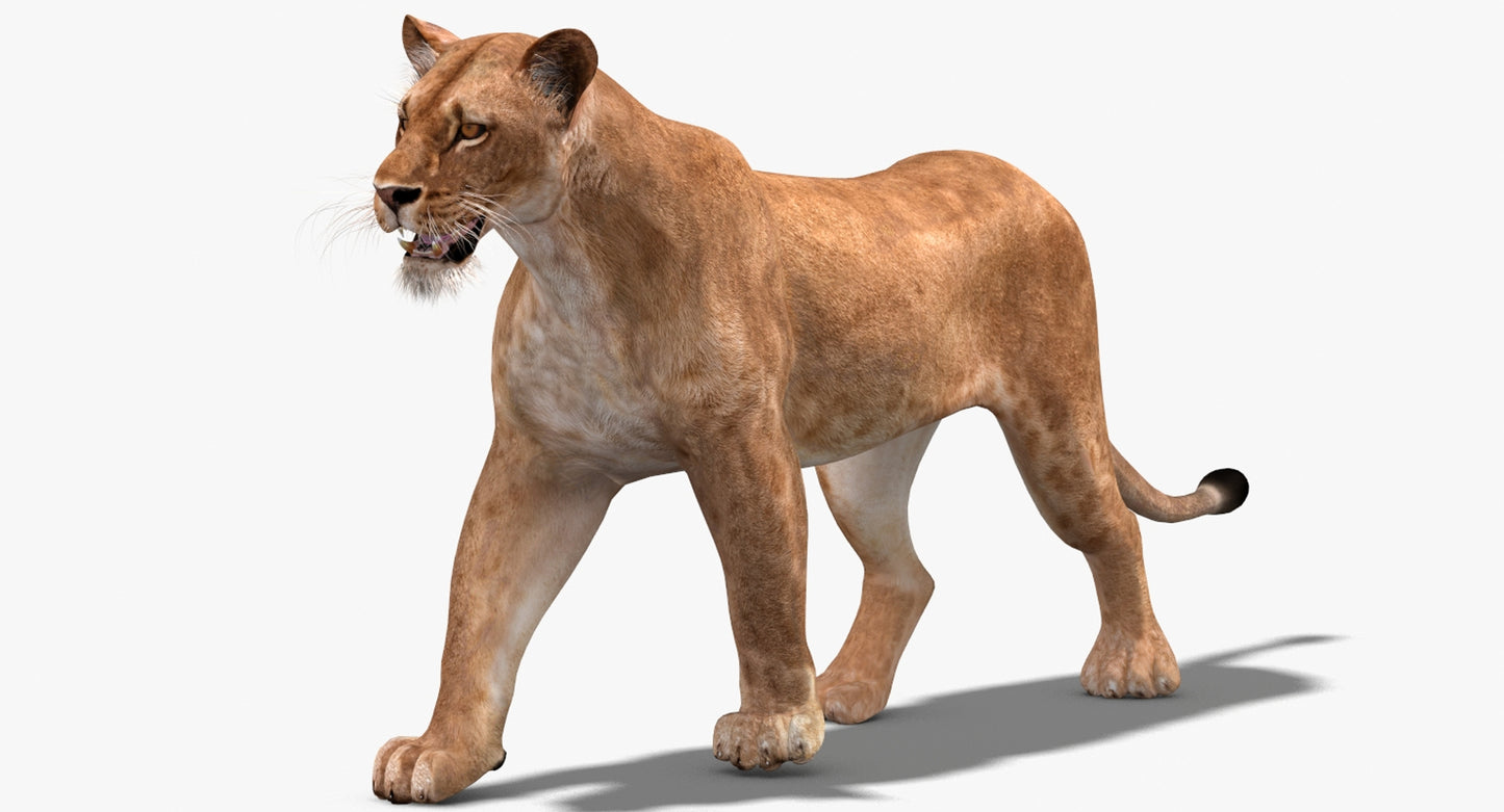 Big Cats 3D Model Animated
