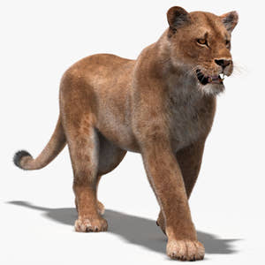 Animated Lioness 3D Model with Fur Thumbnail