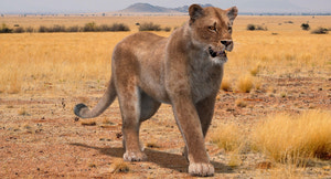 Animated Lioness 3D Model with Fur Thumbnail