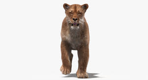 Animated Lioness 3D Model with Fur Thumbnail