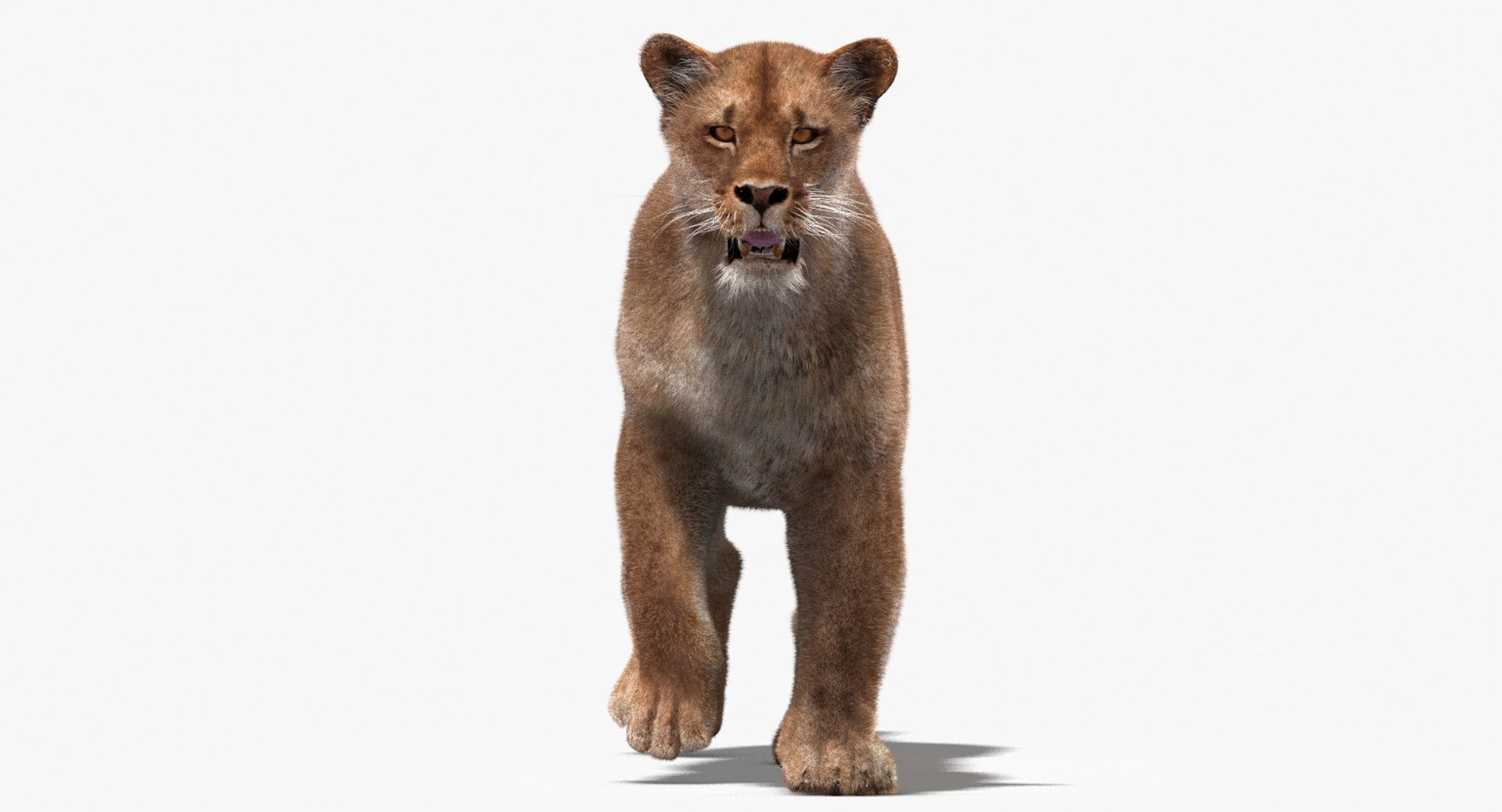 Animated Lioness 3D Model with Fur