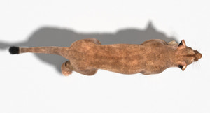 Animated Lioness 3D Model with Fur Top View Thumbnail