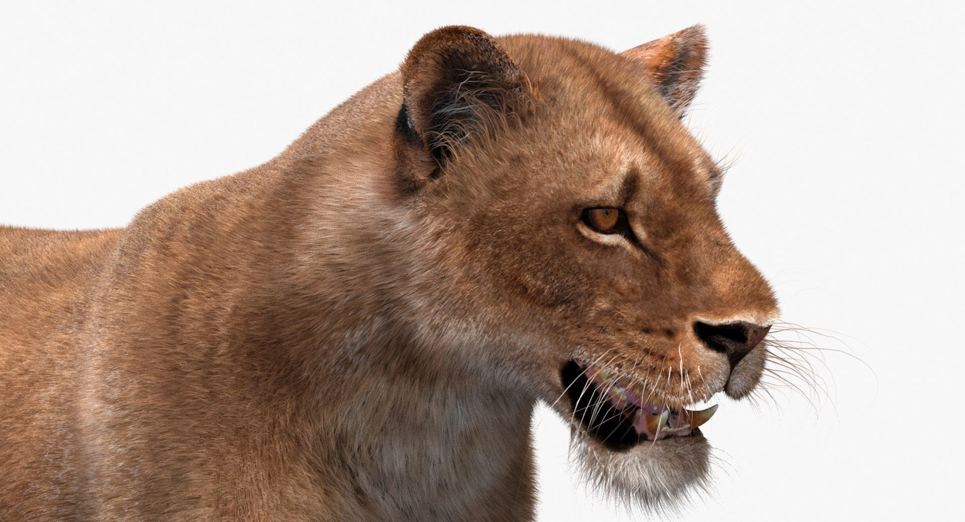 Animated Lioness 3D Model with Fur