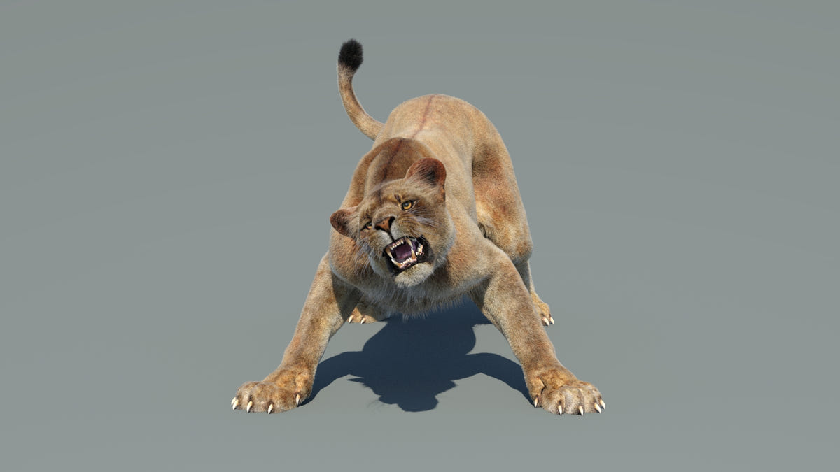 Animated Lioness 3D Model - Hair and Fur - 360 Degree View