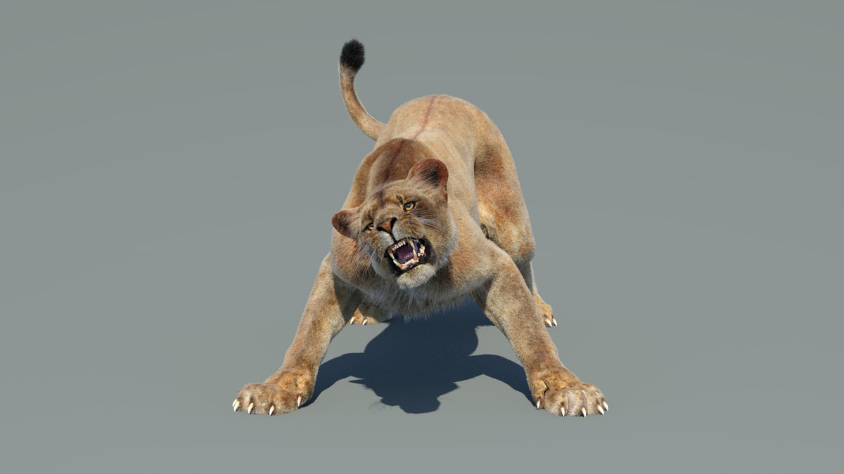 Animated Lioness 3D Model - Hair and Fur - 360 Degree View