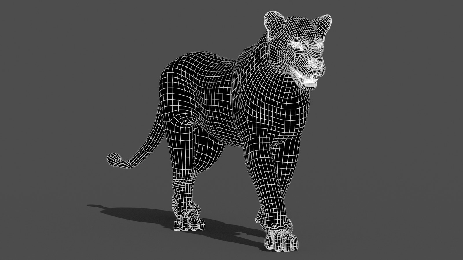 Animated Lioness 3D Model Wireframe View Subdivision Level 1