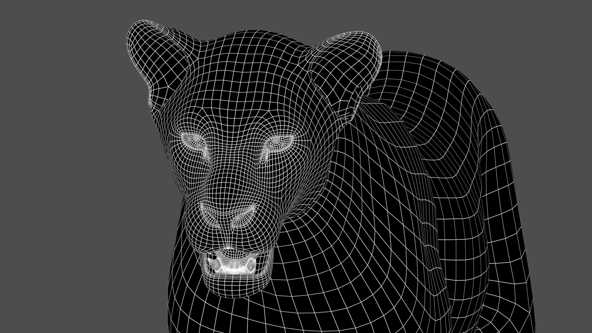 Animated Lioness 3D Model Head Close Up - Wireframe View Subdivision Level 1