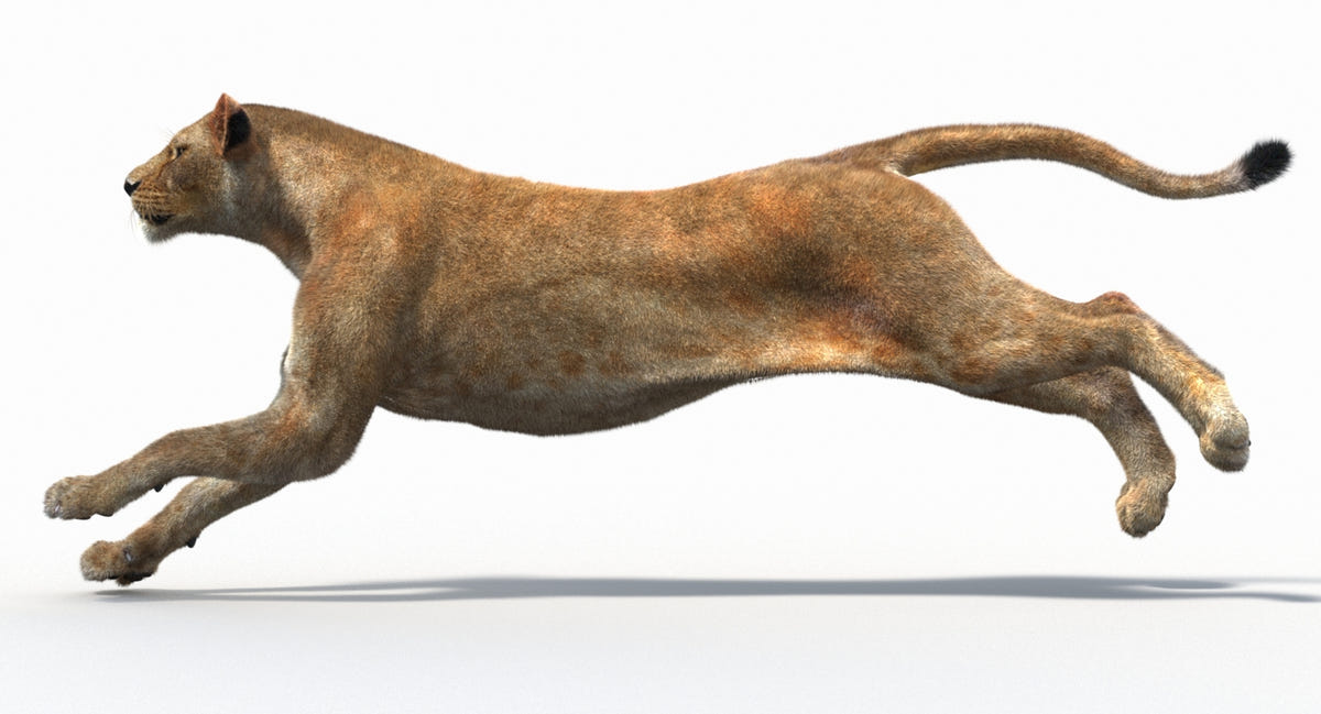 Animated Lion Family 3D Models – Lion, Lioness and Cub - 360 Degree View