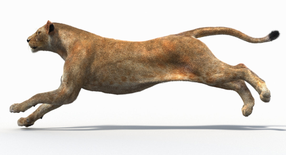 Animated Lion Family 3D Models – Lion, Lioness and Cub - 360 Degree View