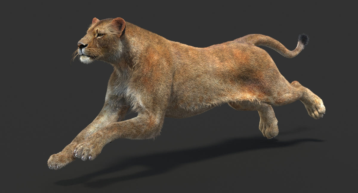 Animated Lion Family 3D Models – Lion, Lioness and Cub - 360 Degree View
