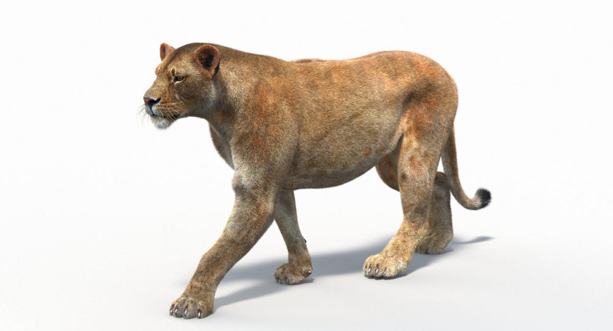 Animated Lion Family 3D Models – Lion, Lioness and Cub - 360 Degree View