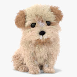 Animated Maltipoo Dog Puppy 3D Model Alpha Hair Thumbnail