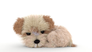 Animated Maltipoo Dog Puppy 3D Model Alpha Hair Thumbnail