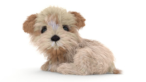 Animated Maltipoo Dog Puppy 3D Model Alpha Hair Thumbnail