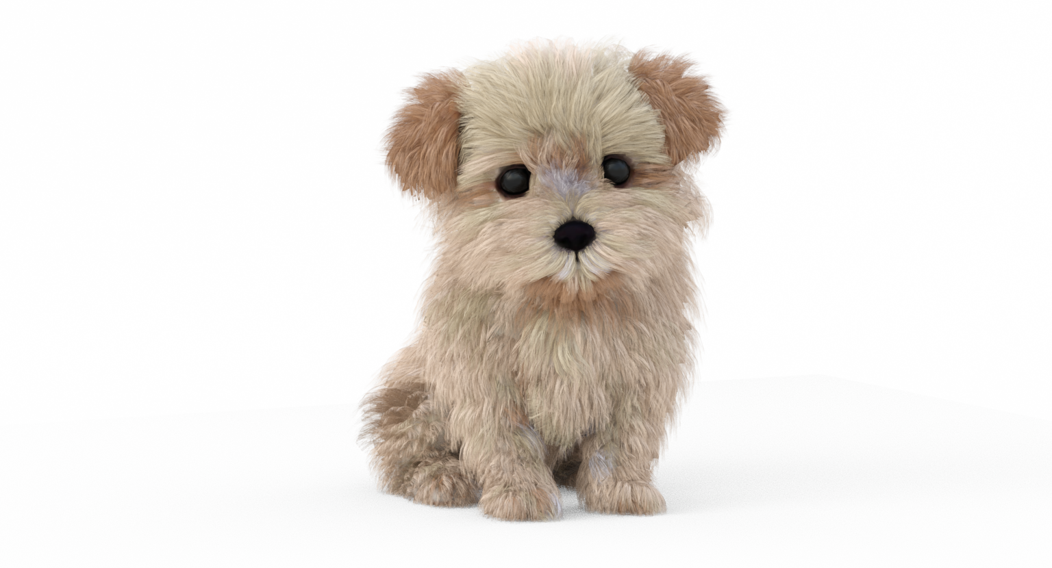 Animated Maltipoo Dog Puppy 3D Model Alpha Hair