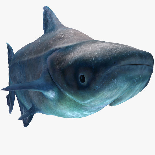 Animated Mekong Giant Catfish 3D Model
