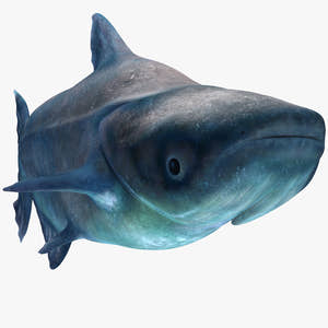 Animated Mekong Giant Catfish 3D Model Thumbnail