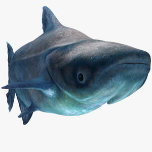 Animated Mekong Giant Catfish 3D Model Thumbnail