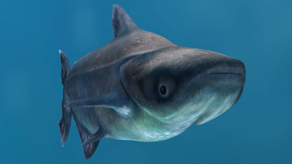 Animated Mekong Giant Catfish 3D Model