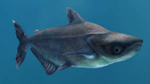 Animated Mekong Giant Catfish 3D Model Thumbnail