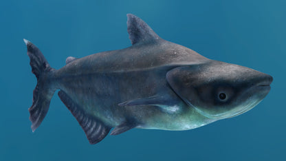 Animated Mekong Giant Catfish 3D Model