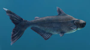 Animated Mekong Giant Catfish 3D Model Thumbnail