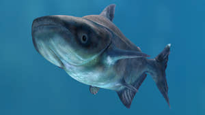 Animated Mekong Giant Catfish 3D Model Thumbnail