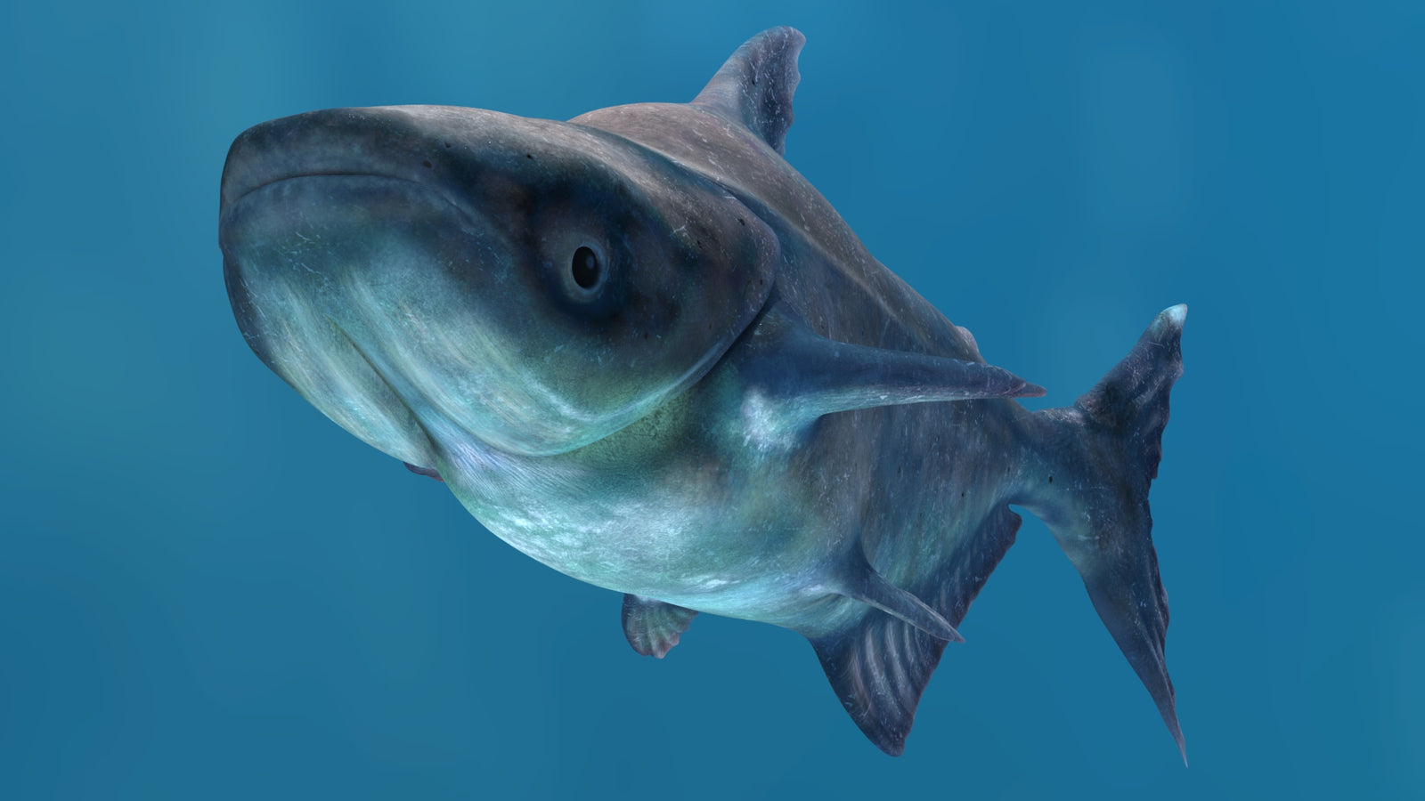 Animated Mekong Giant Catfish 3D Model