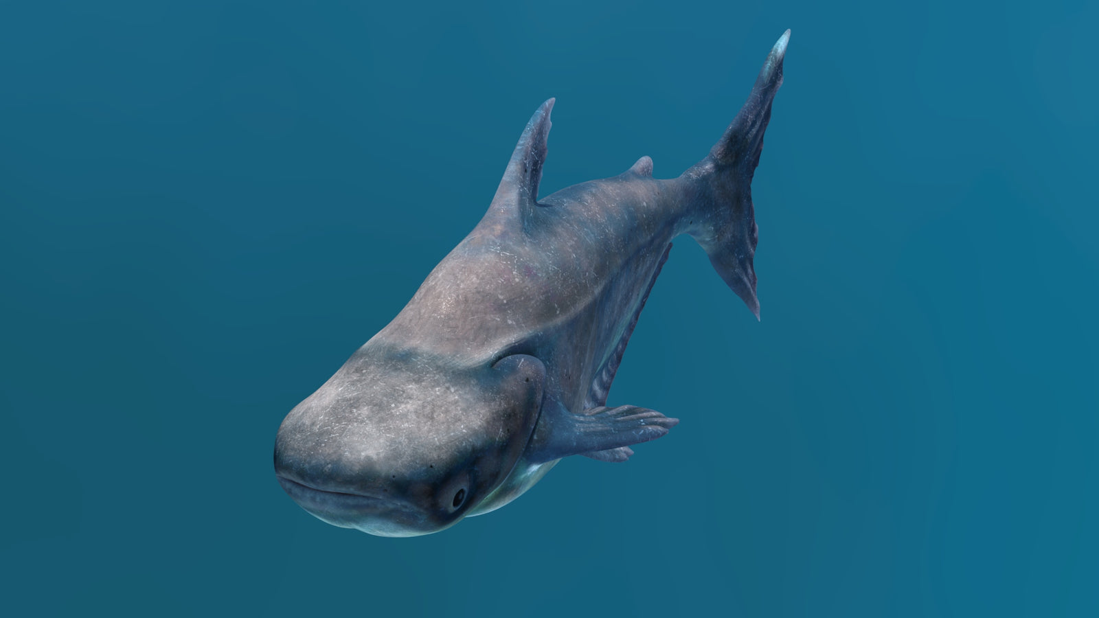 Animated Mekong Giant Catfish 3D Model