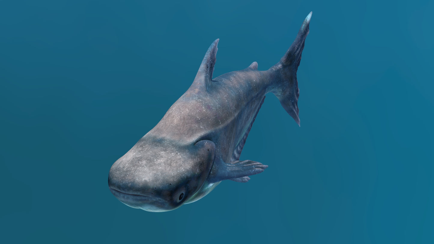 Animated Mekong Giant Catfish 3D Model