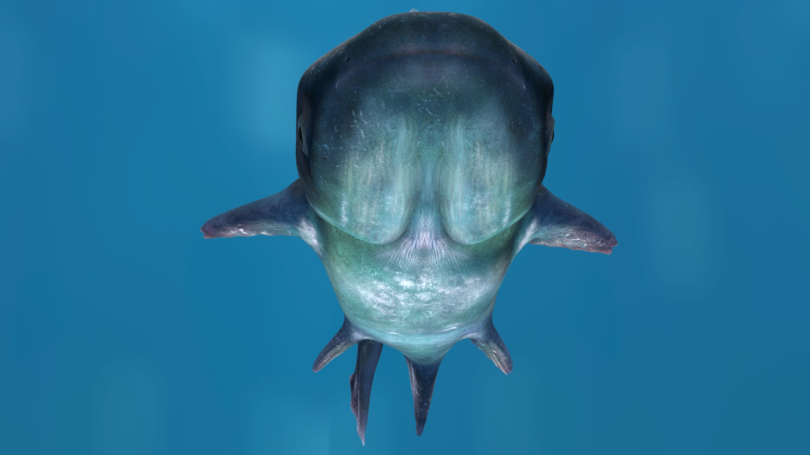 Animated Mekong Giant Catfish 3D Model