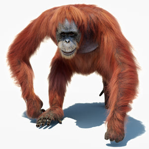 Animated Female Orangutan 3D Model with Fur Thumbnail