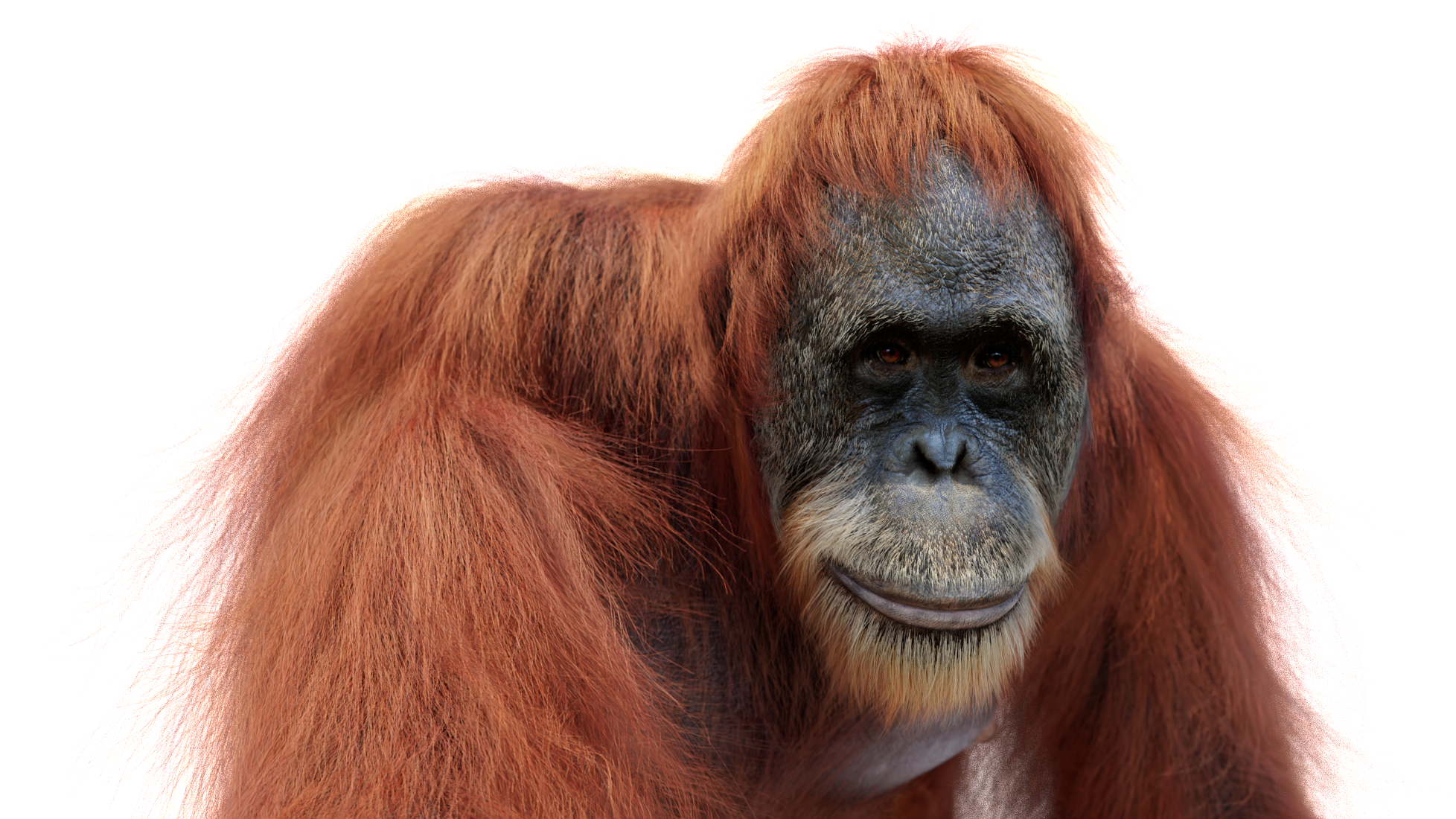 Animated Orangutan 3D Model with Fur Desckop