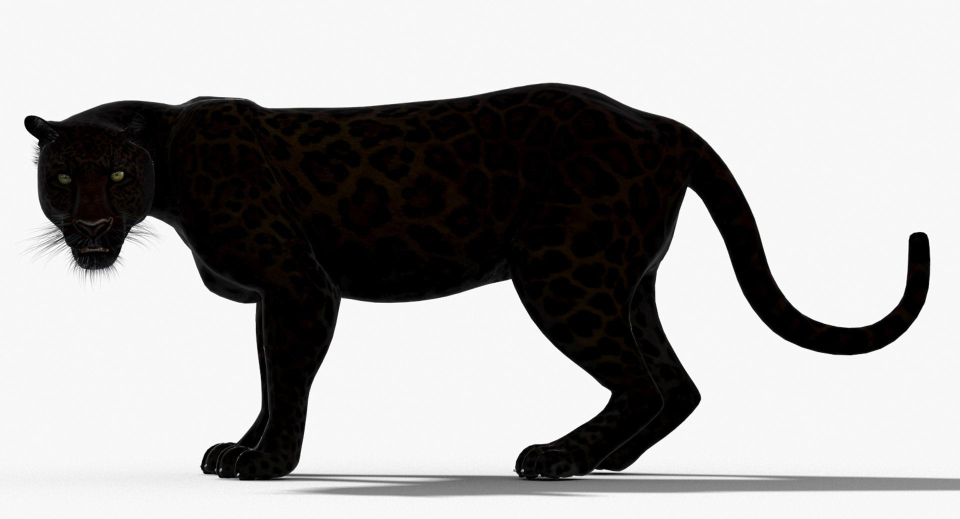 Animated Panther 3D Model