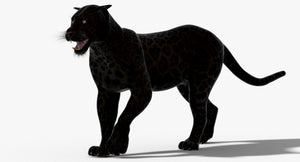Leopard and Panther Animated 3D Model Thumbnail