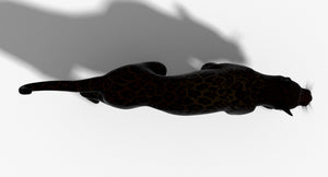 Leopard and Panther Animated 3D Model Thumbnail