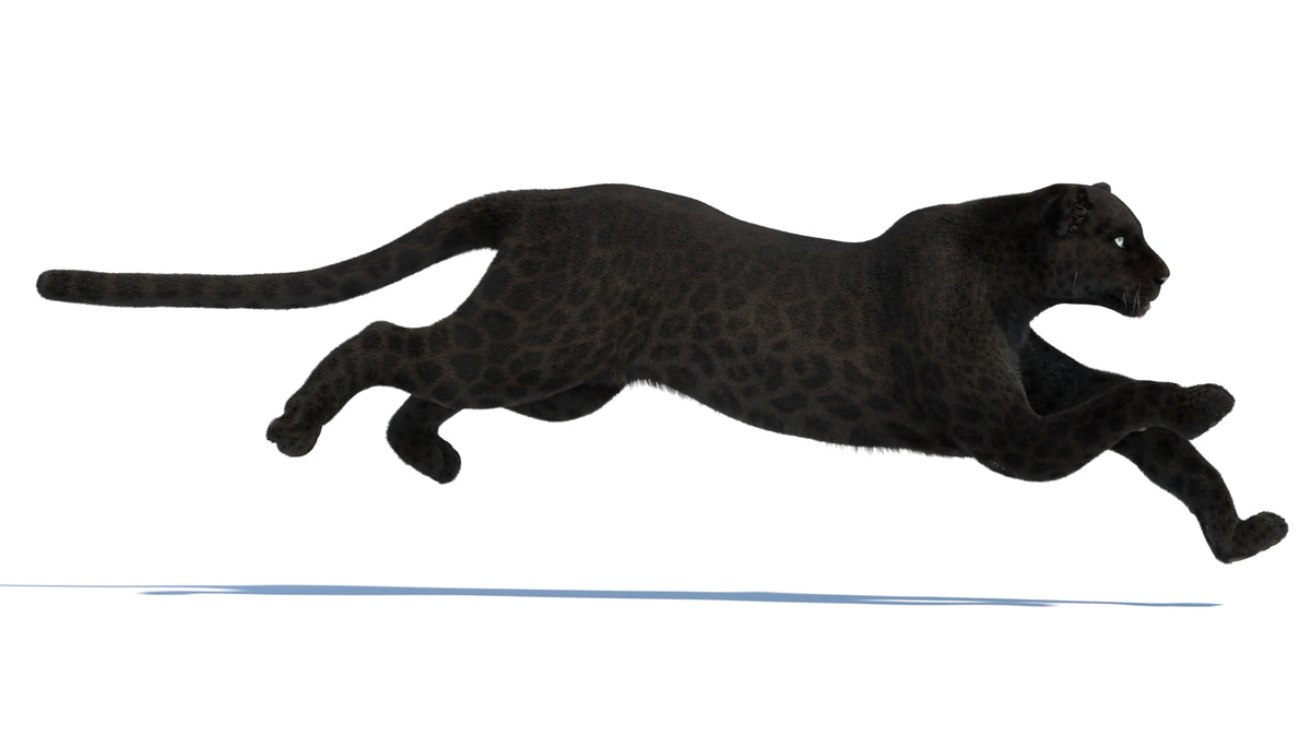 Animated Black Panther 3D Model with Fur - 360 Degree View