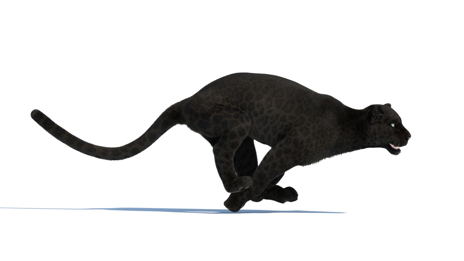 Animated Black Panther Animal 3D Model with Fur 360° view 3 frame 6