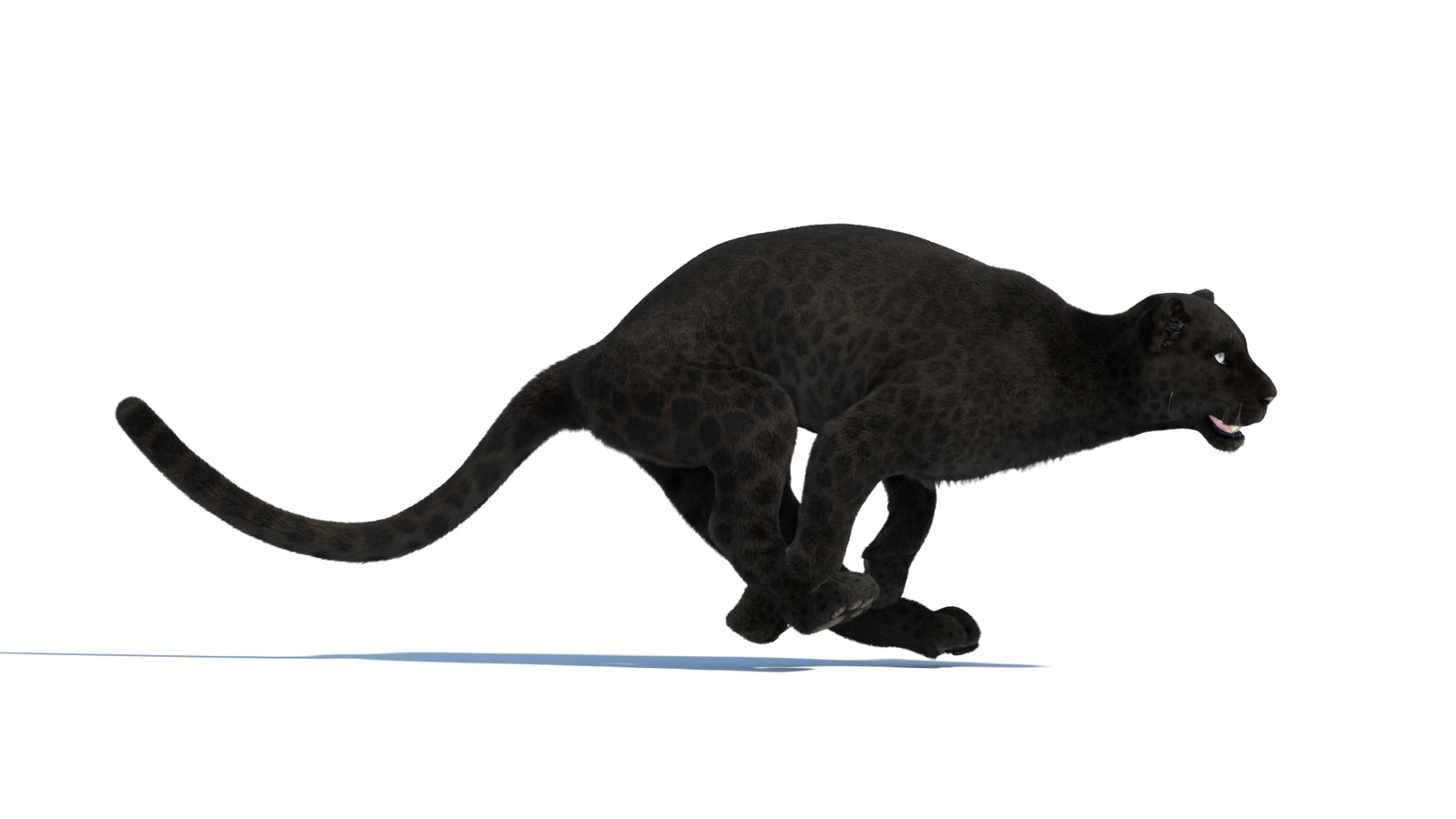 Animated Black Panther Animal 3D Model with Fur 360° view 3 frame 7