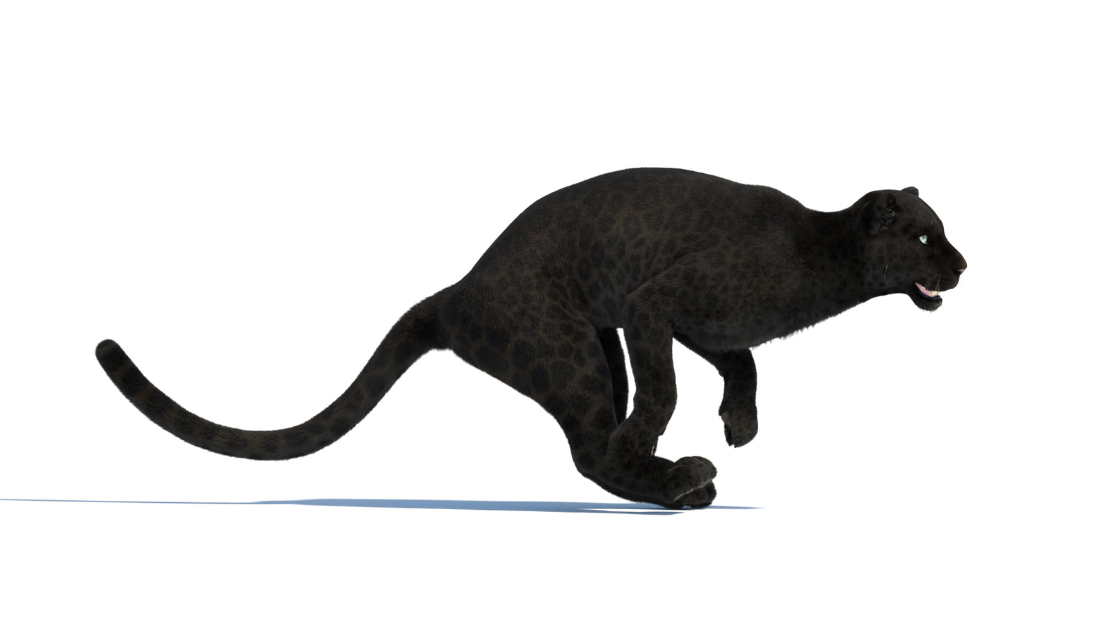 Animated Black Panther Animal 3D Model with Fur 360° view 3 frame 8