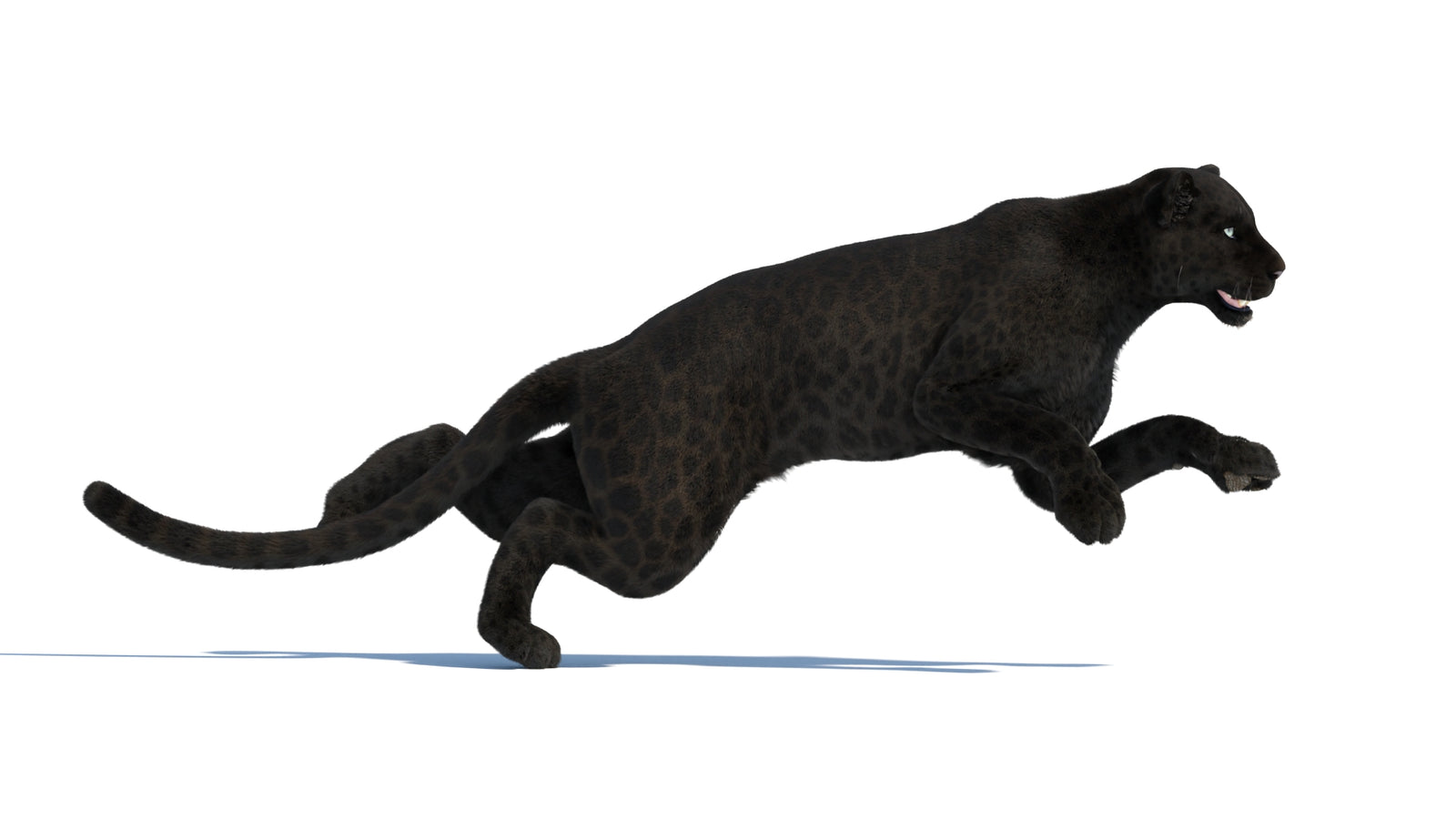 Animated Black Panther Animal 3D Model with Fur 360° view 3 frame 11