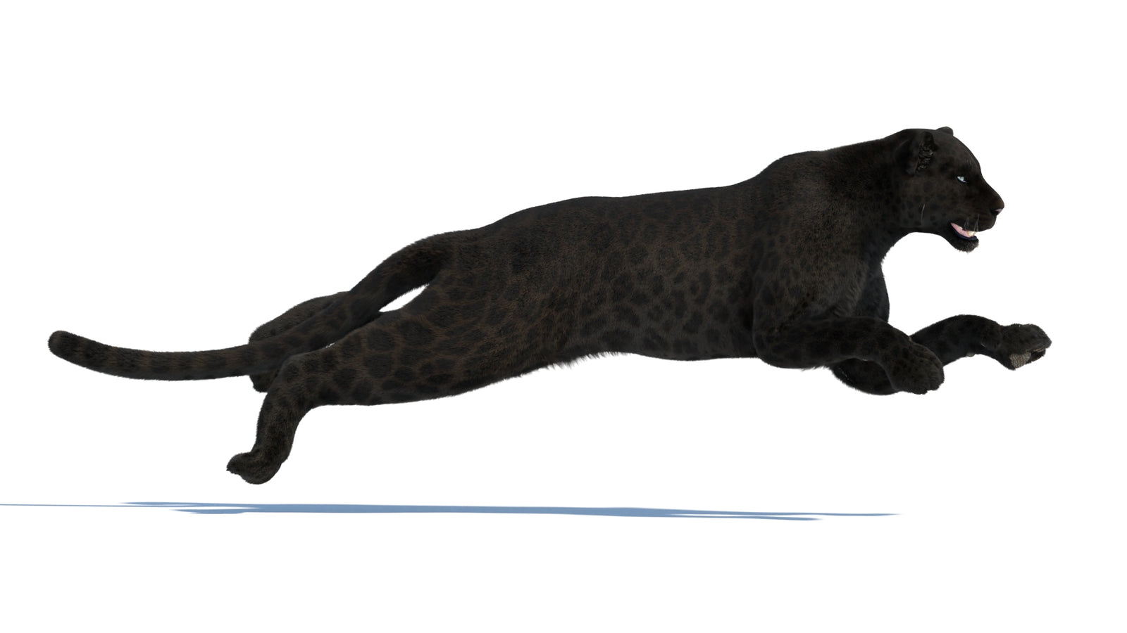 Animated Black Panther Animal 3D Model with Fur 360° view 3 frame 12