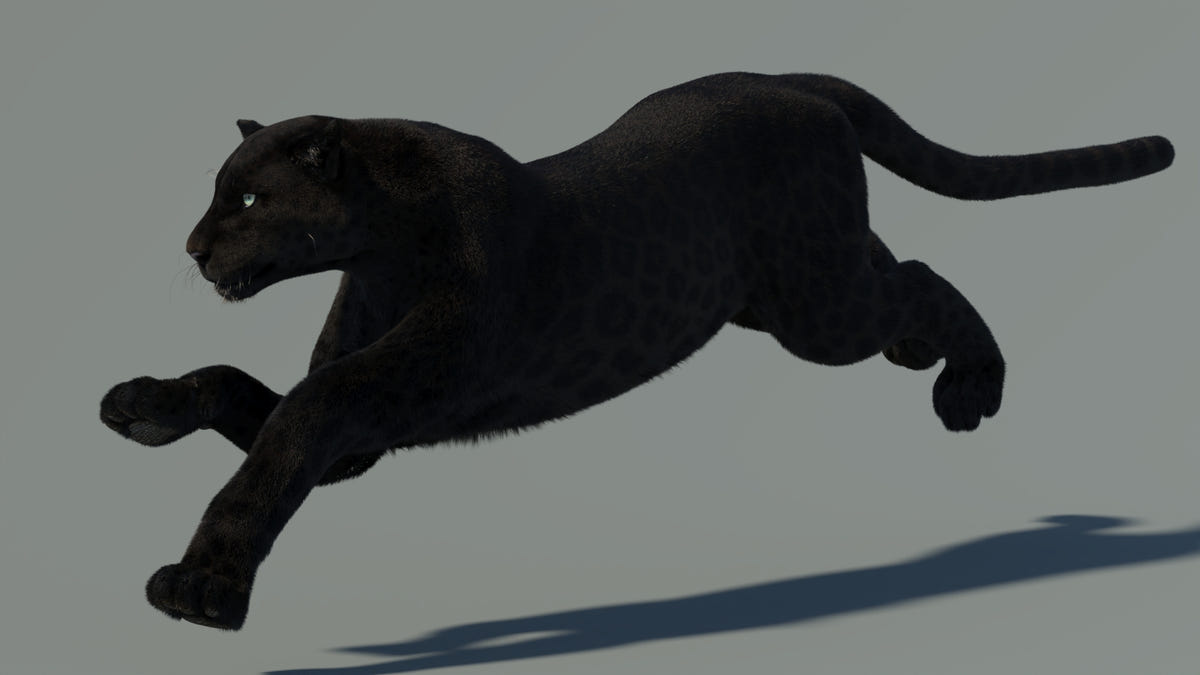 Animated Black Panther 3D Model with Fur - 360 Degree View